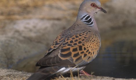 Cooperación y Desarrollo