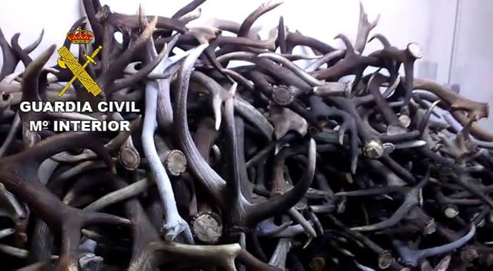 Cuernas intervenidas 