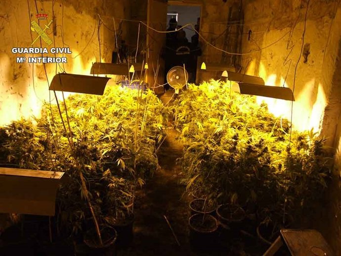 Plantación de marihuana