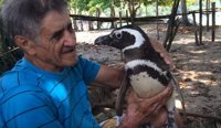 Dindim, el pingüino que nada 8.000 km cada año para visitar a su salvador brasileño