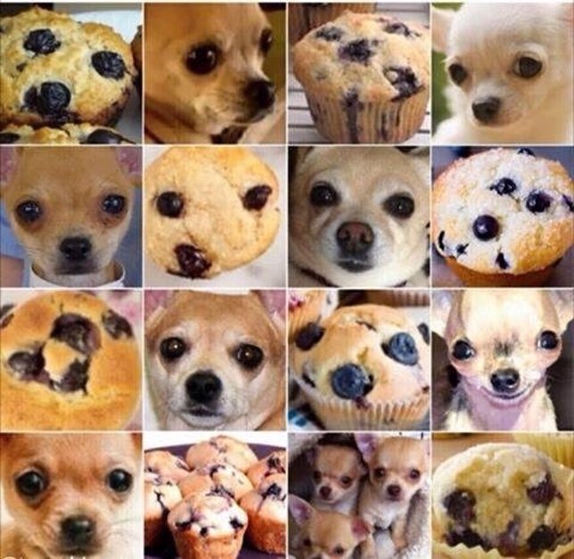 ¿Muffin O Chihuahua?