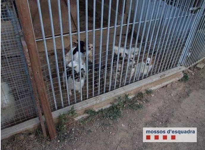 Localizan 101 perros en un criadero ilegal en Rubí