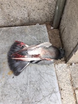 Paloma muerta en Córdoba