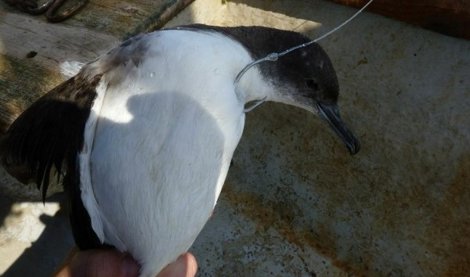 Cooperación y Desarrollo