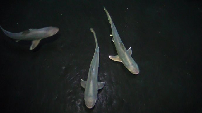 Crías de tiburón gris nacidas en Loro Parque