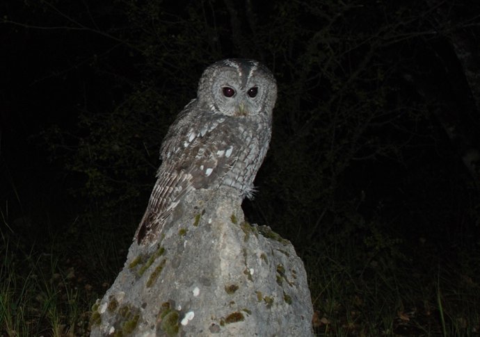 Cárabo común (Strix Aluco) 