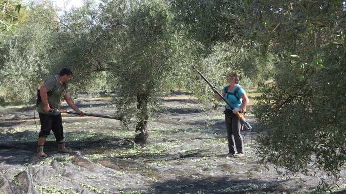 Trabajadores en el olivar.