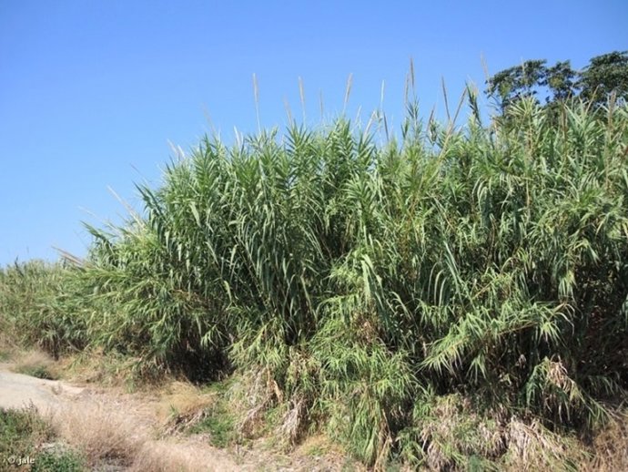 Caña (Arundo donax)