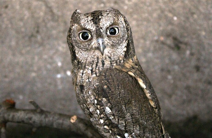 Un autillo europeo (búho)  en el Zoo de Barcelona