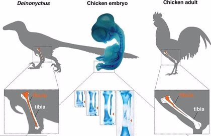 Manipulan genéticamente un pollo para que tenga patas de dinosaurio