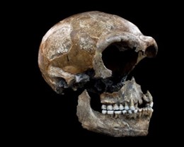 Cráneo de Neandertal