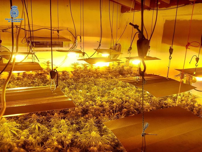 Marihuana vélez-málaga policía nacional detenido