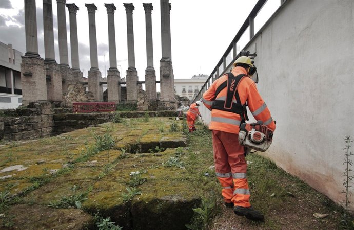 Un operario de Sadeco limpia de malas hierbas el Templo Romano