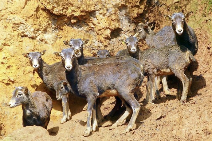 Industria. Muflones. 15 Marzo 2016  Gabinete de prensa