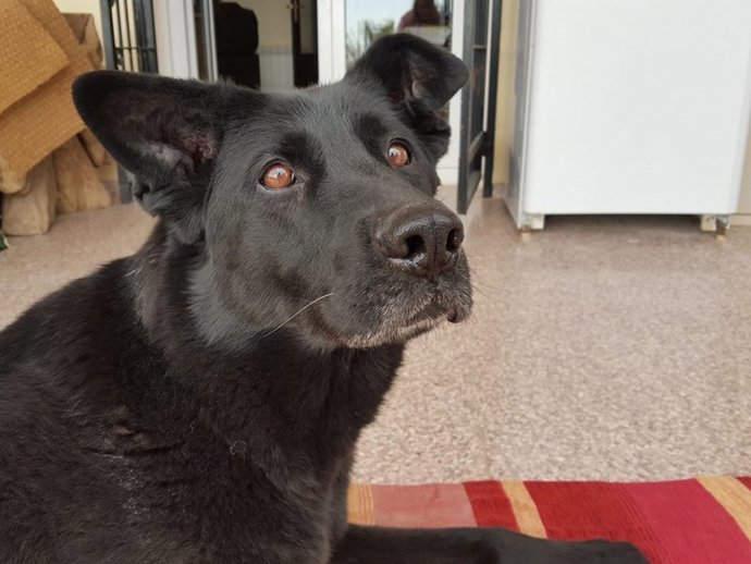 Laki, perro jubilado del Ejército, busca familia de adopción