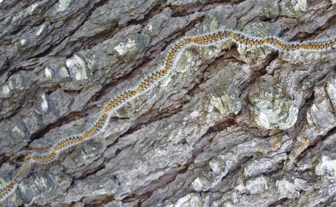 Procesionaria del pino subiendo por un tronco en Utrera