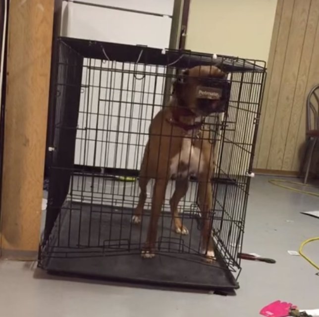 Perro levanta verja y se escapa de jaula