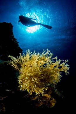 Jesús Yeray Delgado