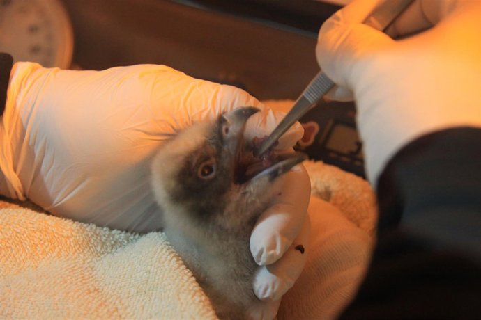 Cría de Quebrantahuesos.