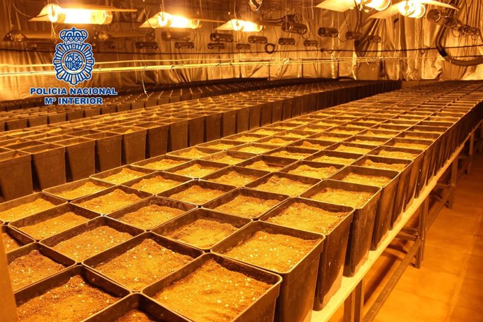 La plantación desmantelada por los agentes en Alaquàs