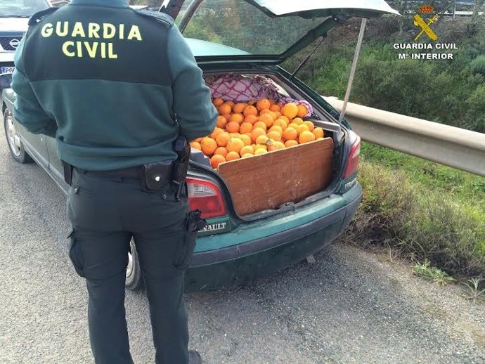 Naranjas robadas en Zalamea La Real (Huelva).