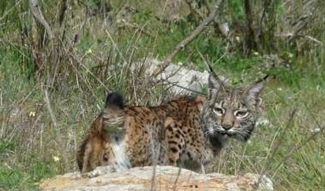 Cooperación y Desarrollo