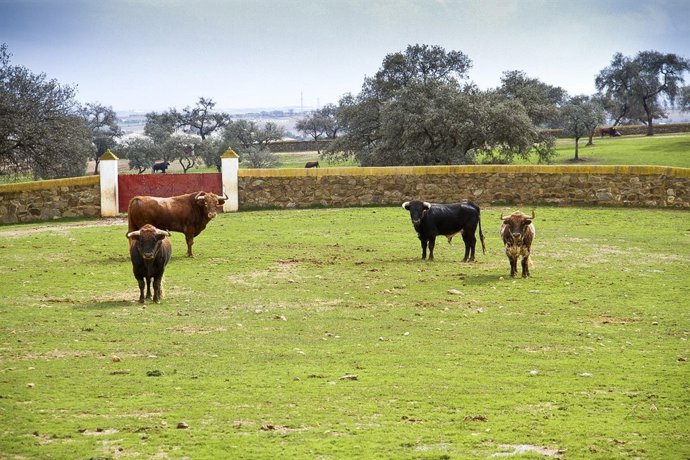 Finca 'Los Millares' en Trigueros (Huelva). 