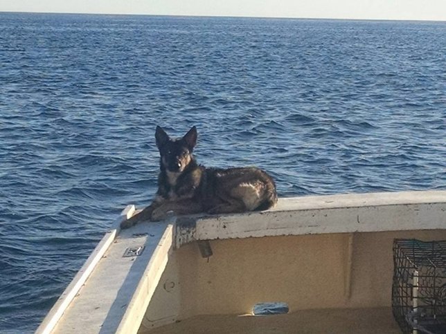 La perra 'Luna' encontrada viva en una isla del Pacífico