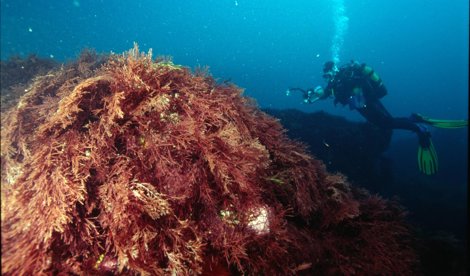 Cooperación y Desarrollo