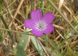 Descenso de las flores en los campos de cereales