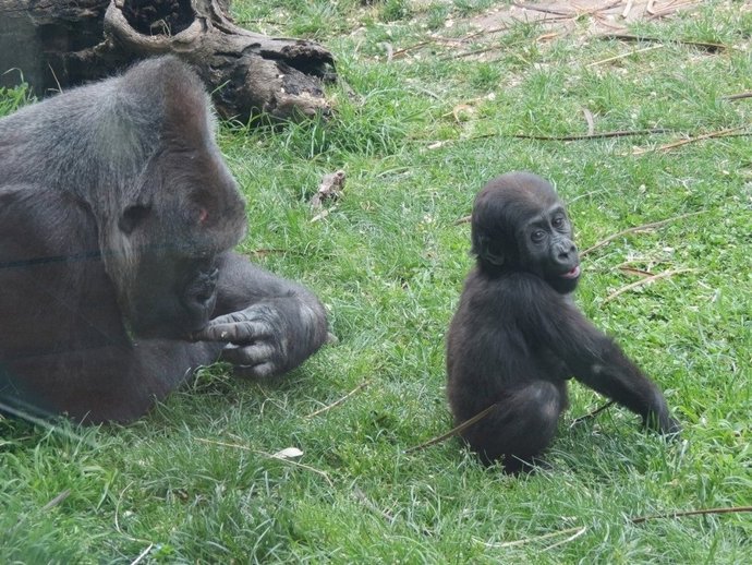 Ejemplares de Gorila