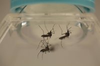 Un laboratorio chino esteriliza mosquitos para combatir el dengue y el Zika