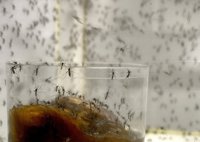 Un estudio realizado en Honduras halla 11 casos de Guillain-Barré asociados con el zika