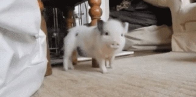 Cerdo baila 'Work' de Rihanna