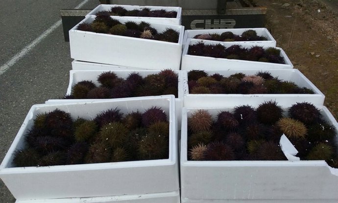 Erizos decomisados en el control realizado en San Cosme de Barreiros