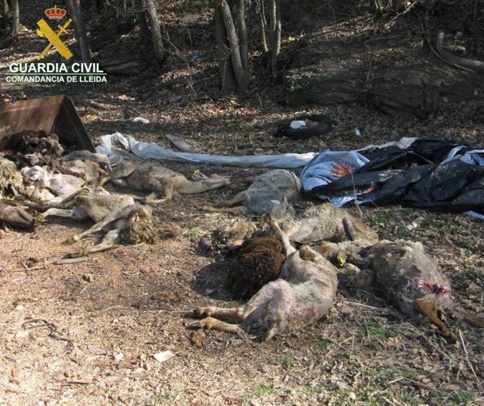 Detenido un hombre en Lleida por dejar morir de hambre a sus ovejas y corderos