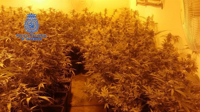 Una de las dos plantaciones desmanteladas en Polop y Pedreguer