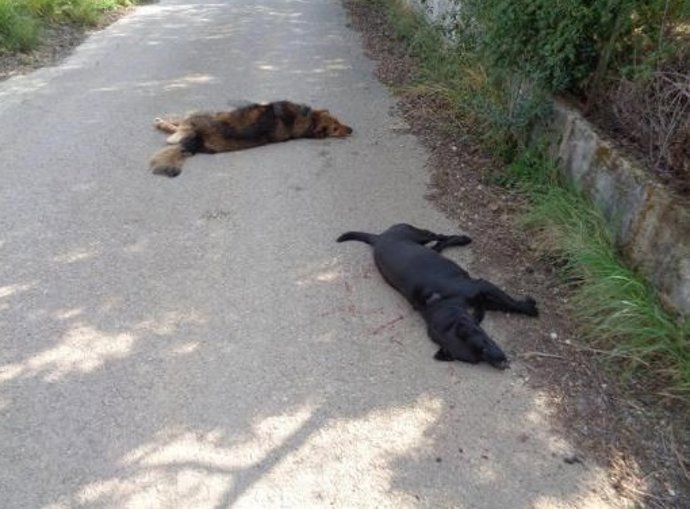 Perros muertos a tiros en Mallorca