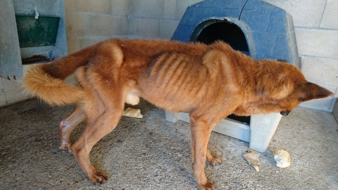 Perro abandonado y en estado de extrema desnutrición en Polanco