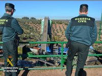 Detenidos propietarios de una almazara de Córdoba acusados de recepcionar aceituna robada