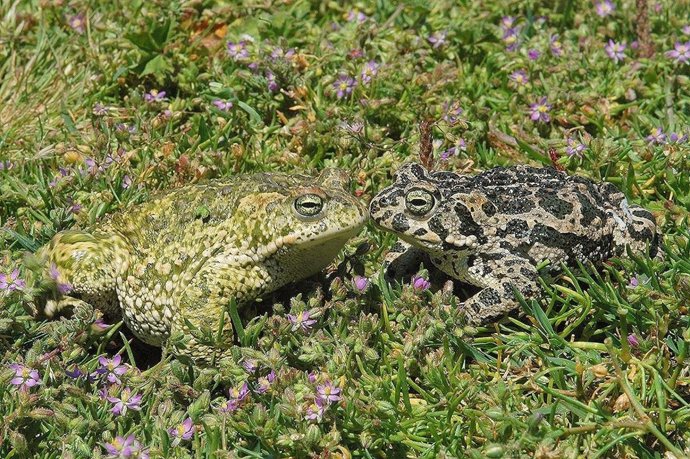 Una pareja de sapo corredor