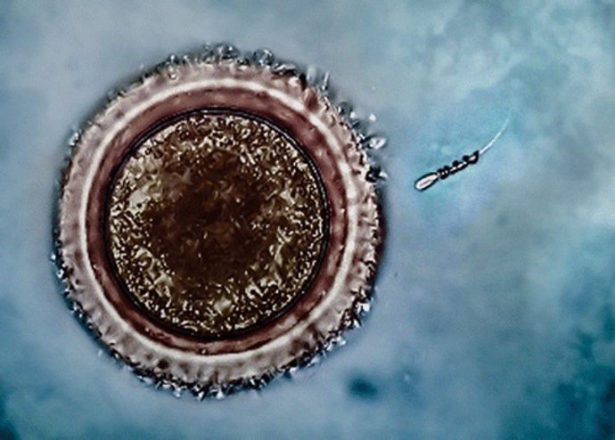 Espermatozoides con micromotores para fecundar el óvulo