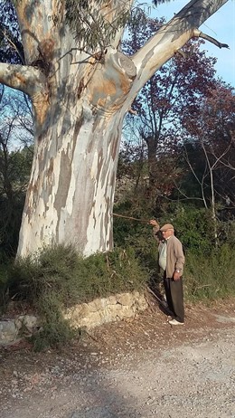 Arbol calalogado en Baleares