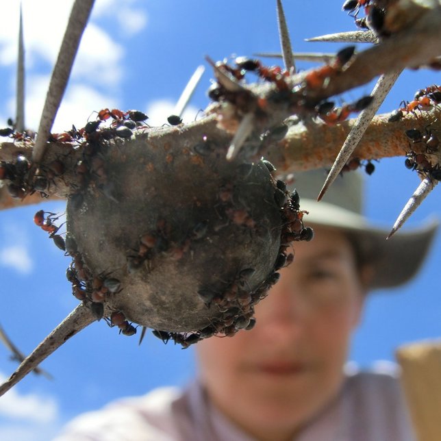 Hormigas de acacia