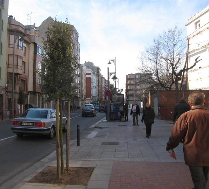 Uno de los nuevos árboles de Avenida de Colón