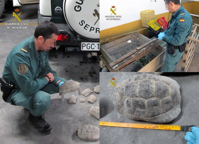 Guardia Civil se incauta de una veintena de tortugas moras en una finca de Lorca