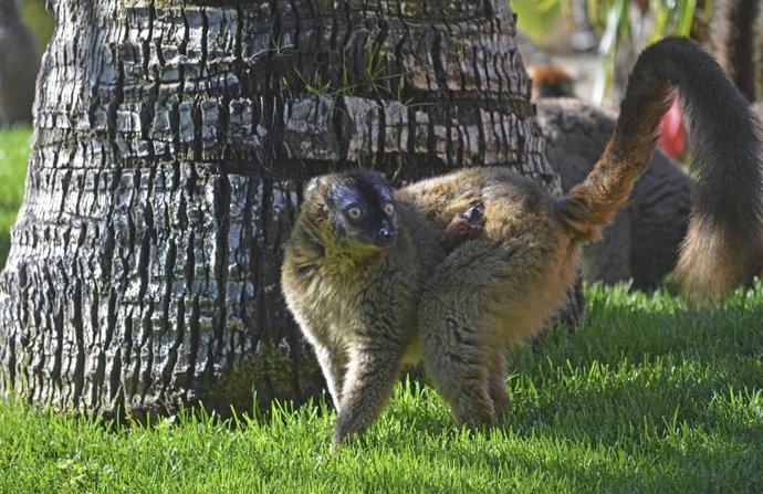 Nacimiento de un lémur frentirrojo