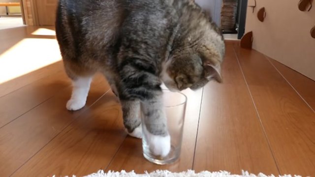 gato diestro o zurdo