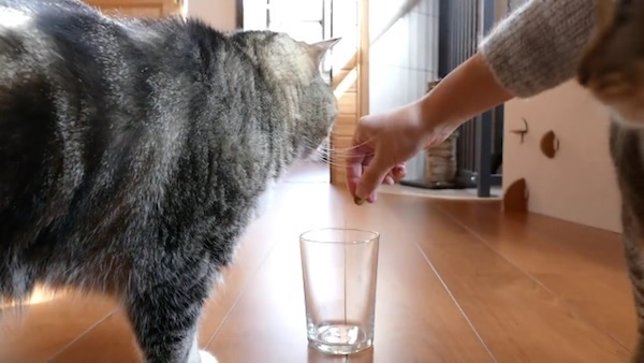 ¿Cómo Saber Si Tu Gato Es Zurdo O Diestro?