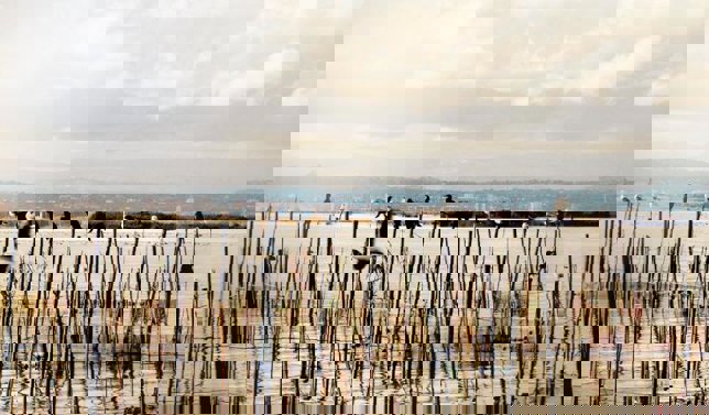 Albufera@deceroadoce